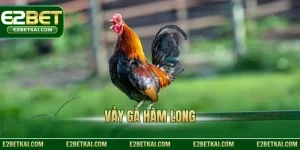 Vảy gà Hàm Long
